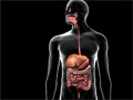 Anatomy of the Gastrointestinal System