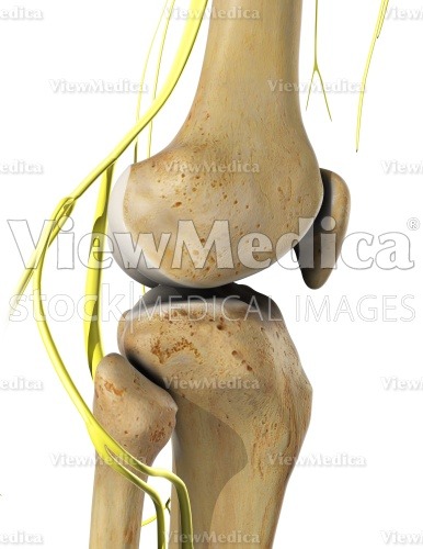 ViewMedica Stock Art: Knee with nerves (lateral view)
